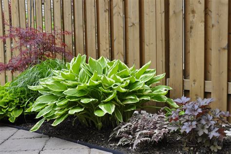 Must-have Low Maintenance Shade Plants