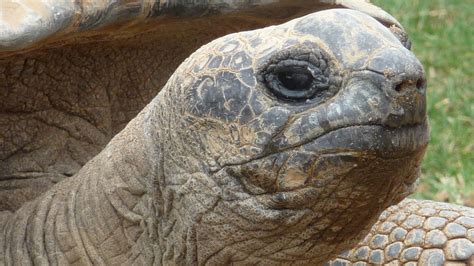 Aldabra Tortoise