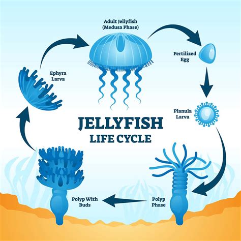 Immortal Jellyfish Life Cycle