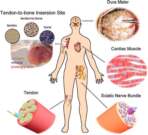 Human Body Tissues And Their Functions