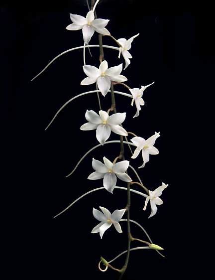 White-flowered Orchids - American Orchid Society