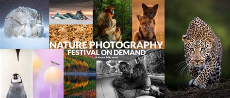 Nature In Focus Photography Awards 2021 Results - Wildlife Aestetic 2021