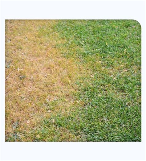 Brown Patch Disease Treatment | Brown Spot Lawn Repair