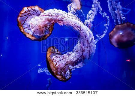 Chrysaora Hysoscella, Image & Photo (Free Trial) | Bigstock