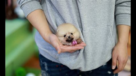 Where To Buy Teacup Pomeranian Puppies