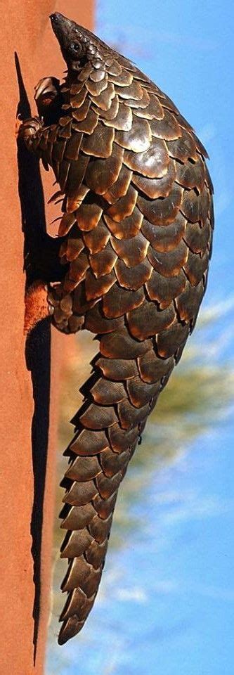 Predators and Preys | Bizarre animals, Unusual animals, Giant pangolin