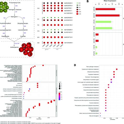 Anthocyanidin biosynthesis pathways in the Ilex latifolia fruit ...