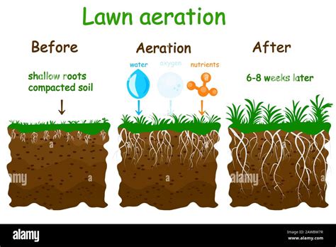 Lawn aeration stage illustration. Before and after aeration ...