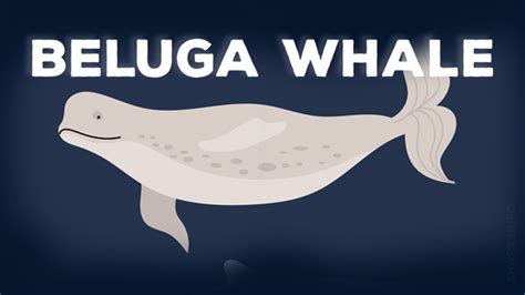 Beluga Whale; Facts, Diet and Habitat Information - sharksinfo.com