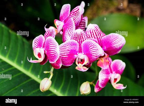 Orchids at Kew Gardens Stock Photo - Alamy