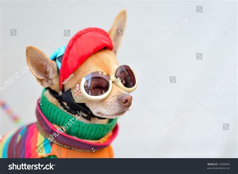 Funny Chihuahua Wearing Tiny Clothes Stock Photo 73306009 : Shutterstock