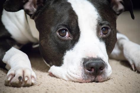 Black And White Pitbull: A Sweet Dog That Breaks Stereotypes