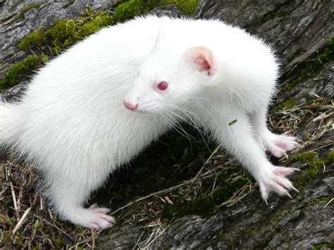 Why do albino animals have red eyes? | How It Works Magazine