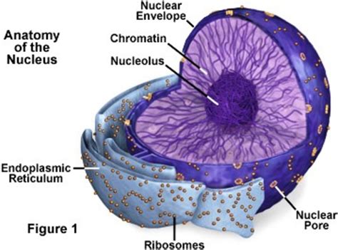 Function Of Nucleus With Diagrams 18+ The Largest Organelle