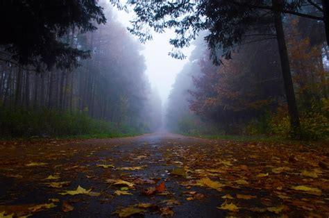 Premium Photo | The road to foggy autumn forest