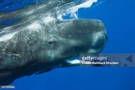 65 Sperm Whale Teeth Stock Photos, High-Res Pictures, and Images ...