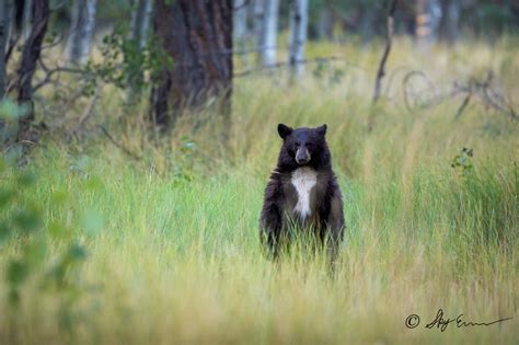 Lake Tahoe Photo Gallery | Lake Tahoe Wildlife