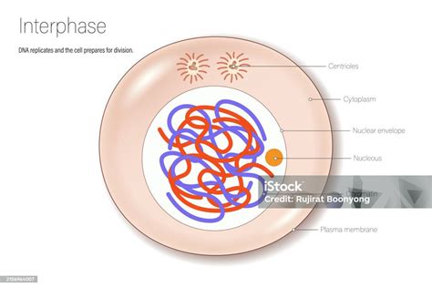 Stages Of Interphase Cell Division For Education Use Cell Cycle Stock ...