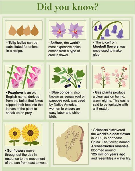 15 Fun flower facts! ideas | planting flowers, flower arrangements ...