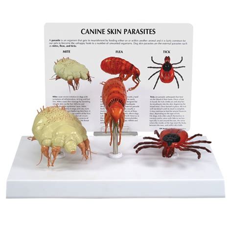 Canine Skin Parasites Model 9095 | Flea, Mite & Tick | GPI Anatomicals