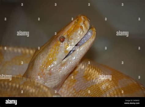 Dunkler Tigerpython / Burmese python / Python molurus bivittatus Stock ...