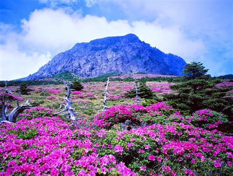 7 Top Attractions in Jeju Island—South Korea, You Must Visit!