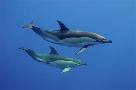 Dolphins Swimming Underwater Digital Art by George Karbus Photography ...