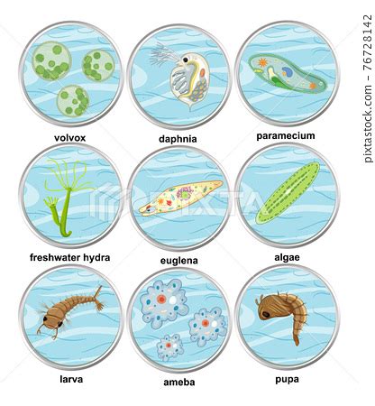 Set of different types of unicellular organisms - Stock Illustration ...