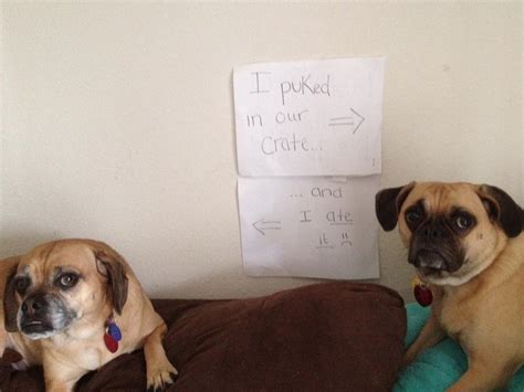 20 Bad Dogs Being Shamed With Signs