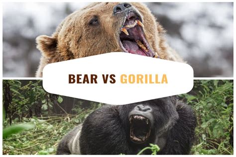 Bear vs Gorilla - Who Would Win?