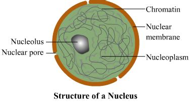 Draw a well labelled diagram of nucleus.