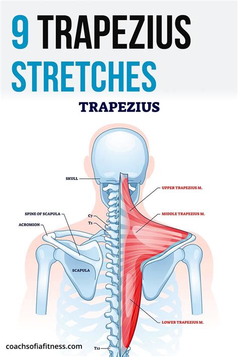 Middle Trapezius Muscle