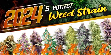 2024s Hottest Weed Strains Mary Janes Garden