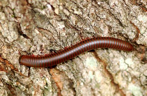 Millipede | Animal Wildlife