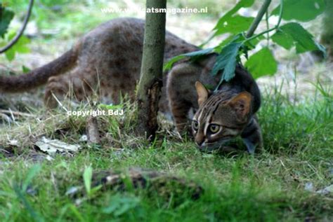 Rusty-spotted Cat (Prionailurus rubiginosus) - Wild Cats Magazine