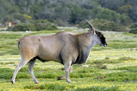 Eland bull - Stock Image - Z956/0251 - Science Photo Library