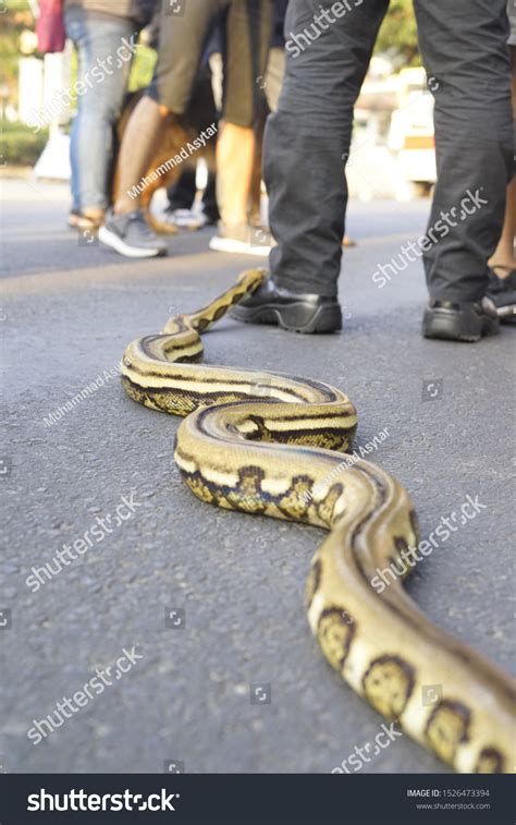 Python Reticulatus Indonesia Better Known Reticulated Stock Photo (Edit ...