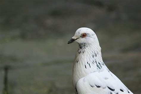 15 Most Popular Pigeon Breeds - Tail and Fur