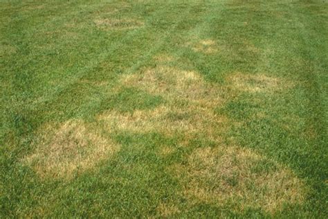 Brown Patch Fungus Fescue Lawn - clsky