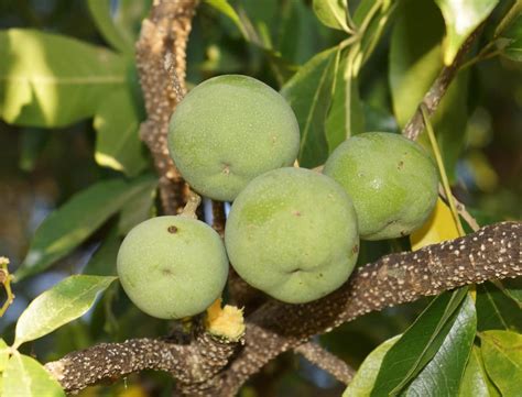 10 tropical fruit trees | Gardening enabled - Global Gardening Secrets