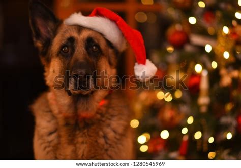 German Shepherd Wearing Santa Hat Stock Photo (Edit Now) 1280545969