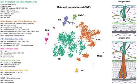 Kasper Lab: Mouse skin scRNA-seq atlas