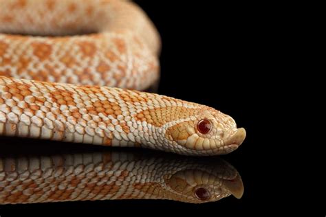 Western Hognose Snake: Care Guide Checklist for Beginners