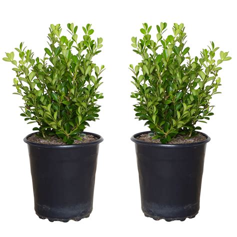 Japanese Boxwood Planting Distance