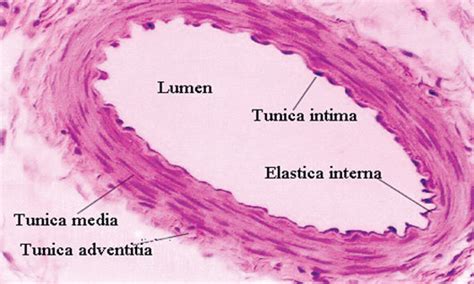 Histology of common carotid artery | Download Scientific Diagram