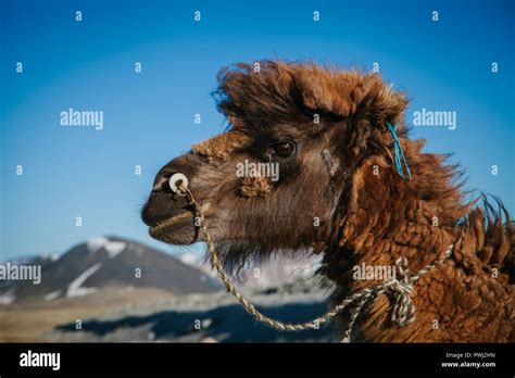 Closeup portrait of a woolly Bactrian camel in western Mongolia ...