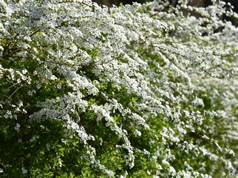 19 Low-Maintenance Shrubs for a Hassle-Free Garden