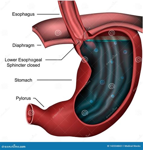 Anatomy Of The Esophagus