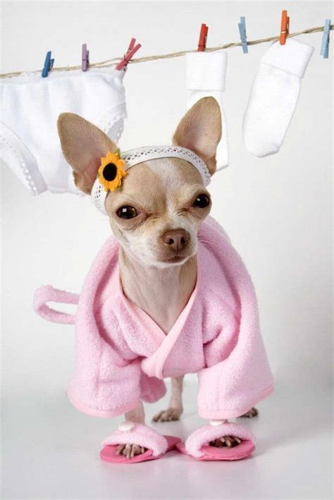 Chihuahua Baby Clothes | PETSIDI