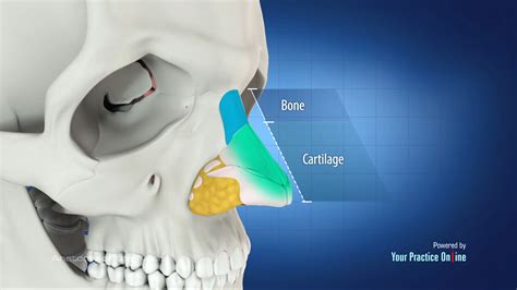 Nose Anatomy Video | Medical Video Library